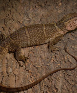 Dumerils Waran (Varanus dumerilii) kaufen