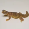 Ägyptischer Uromastyx zu verkaufen