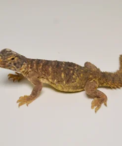 Ägyptischer Uromastyx zu verkaufen