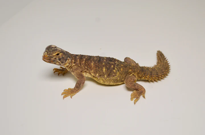 Ägyptischer Uromastyx zu verkaufen