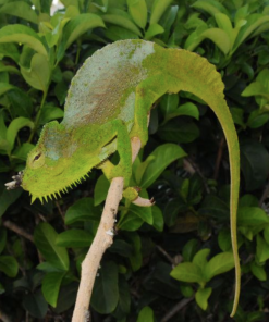 Vierhornchamäleon (Trioceros quadricornis) kaufen