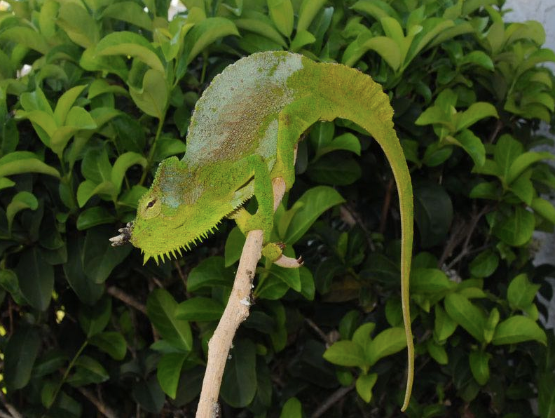 Vierhornchamäleon (Trioceros quadricornis) kaufen