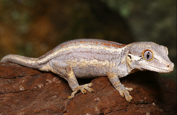 Gargoyle Gecko kaufen