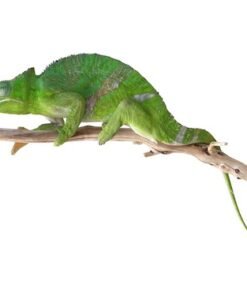 Giant Fischer-Chamäleon (Kinyongia fischeri) kaufen