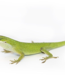 Grüne Anolis Echse kaufen