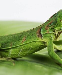 Grüner Leguan (Iguana iguana) kaufen