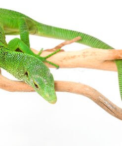 Grüner Baummonitor (Varanus prasinus) kaufen