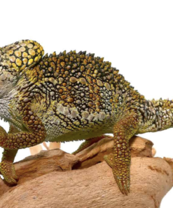 Helmchamäleon (Trioceros hoehnelii) kaufen