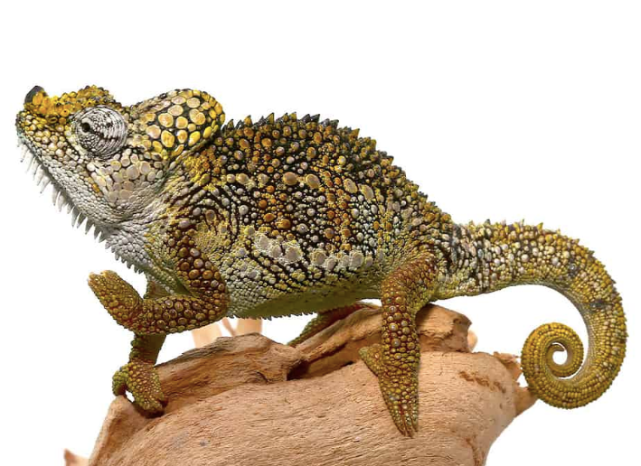 Helmchamäleon (Trioceros hoehnelii) kaufen