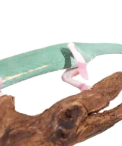 High White Translucent Jemenchamäleon (Chamaeleo calyptratus) – Nachzucht zu verkaufen