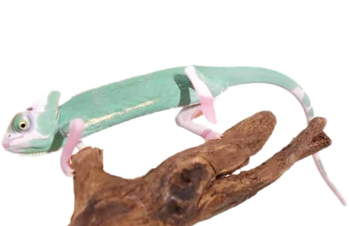 High White Translucent Jemenchamäleon (Chamaeleo calyptratus) – Nachzucht zu verkaufen