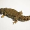 Mali-Uromastyx (Uromastyx dispar maliensis) kaufen