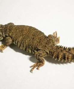 Mali-Uromastyx (Uromastyx dispar maliensis) kaufen