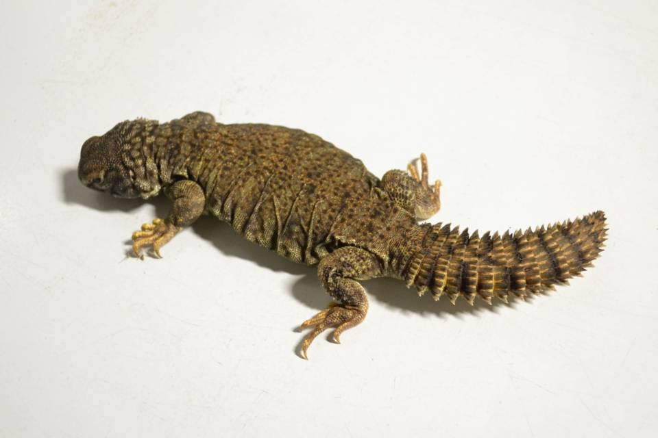 Mali-Uromastyx (Uromastyx dispar maliensis) kaufen