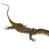 Mangrovenwaran (Varanus indicus) kaufen