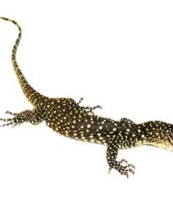 Mangrovenwaran (Varanus indicus) kaufen