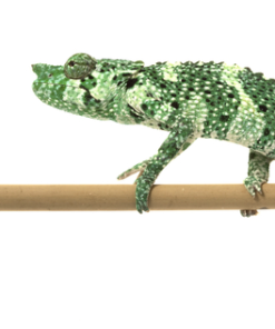 Meller’s Chamäleon Kaufen