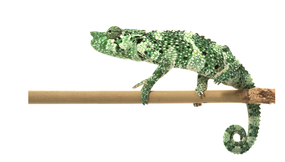 Meller’s Chamäleon Kaufen