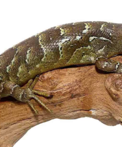 Affen-Schwanzeidechse (Monkey Tail Skink) kaufen