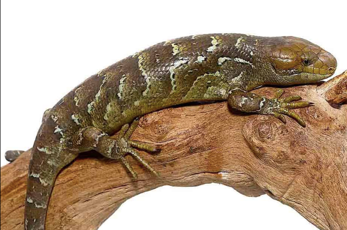 Affen-Schwanzeidechse (Monkey Tail Skink) kaufen