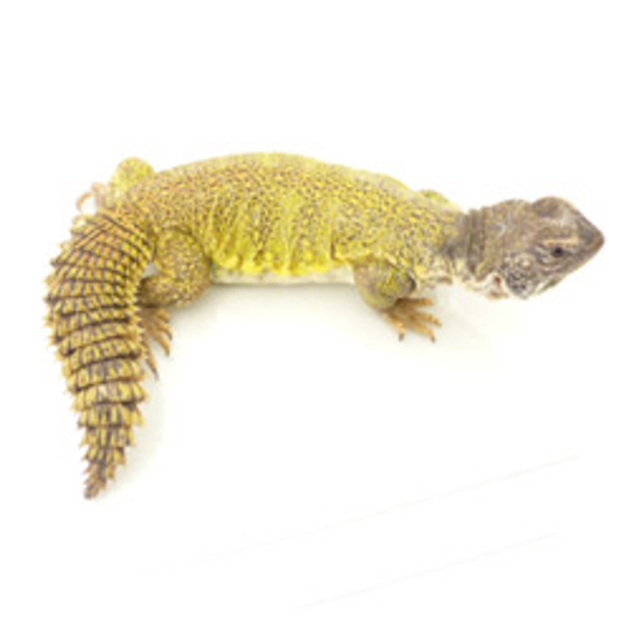 Marokkanischer Uromastyx (Uromastyx acanthinurus) kaufen