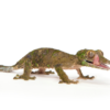 Mossy Leaf Tailed Gecko (Uroplatus sikorae) kaufen