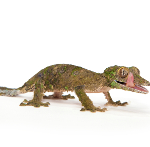 Mossy Leaf Tailed Gecko (Uroplatus sikorae) kaufen