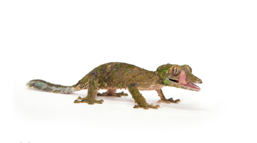 Mossy Leaf Tailed Gecko (Uroplatus sikorae) kaufen