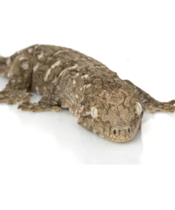 Neukaledonischer Riesengecko kaufen