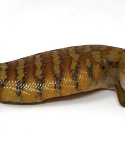 Nördlicher Blauzungenskink kaufen