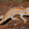 Orangegestreifter Kronengecko (Gargoyle Gecko) kaufen