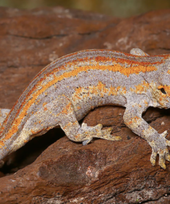 Orangegestreifter Kronengecko (Gargoyle Gecko) kaufen