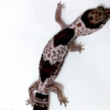 Oreo Afrikanischer Fettschwanzgecko kaufen
