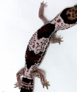 Oreo Afrikanischer Fettschwanzgecko kaufen