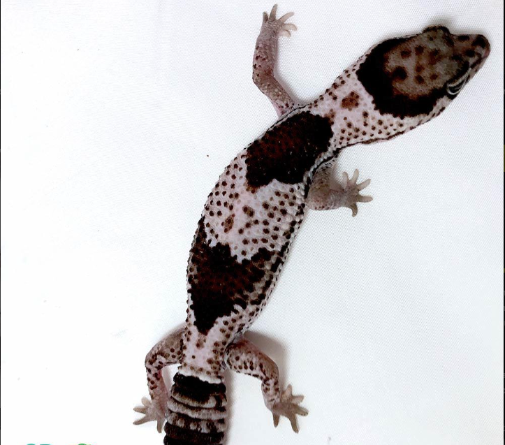 Oreo Afrikanischer Fettschwanzgecko kaufen