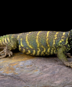 Ornate Uromastyx (Uromastyx ornata) kaufen