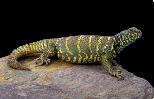 Ornate Uromastyx (Uromastyx ornata) kaufen