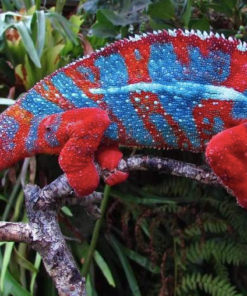 Pantherchamäleon zu verkaufen