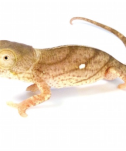 Parsons Chamäleon Kaufen