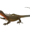 Pfirsichkehlwaran (Varanus jobiensis) kaufen