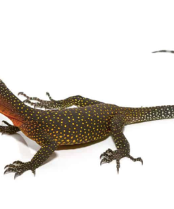 Pfirsichkehlwaran (Varanus jobiensis) kaufen