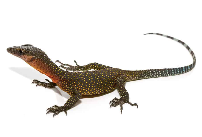 Pfirsichkehlwaran (Varanus jobiensis) kaufen