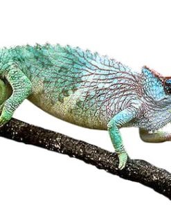 Pfeffer Chamäleon zu verkaufen