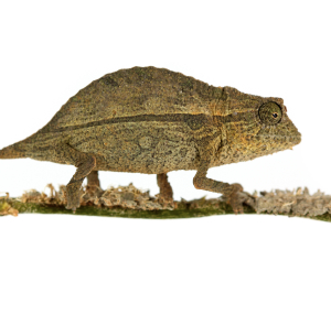 Zwergchamäleon zu verkaufen