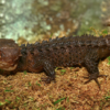 Rotschuppen-Krokodilskink (Tribolonotus gracilis) kaufen