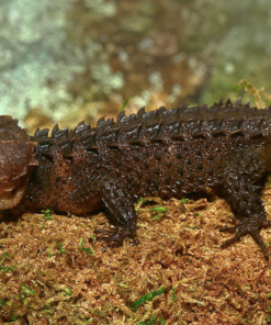 Rotschuppen-Krokodilskink (Tribolonotus gracilis) kaufen