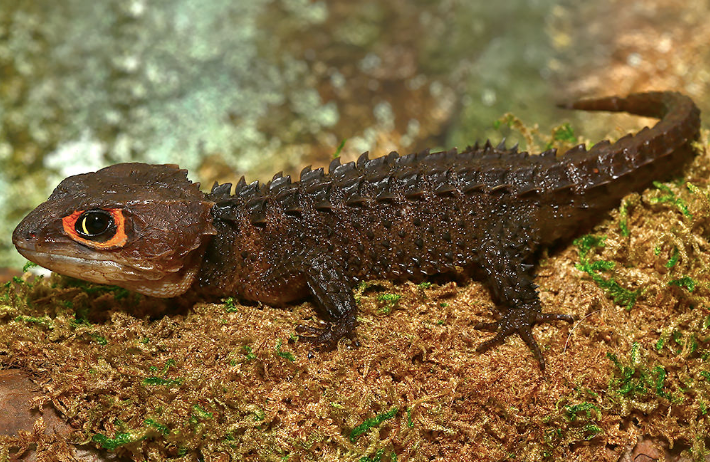 Rotschuppen-Krokodilskink (Tribolonotus gracilis) kaufen