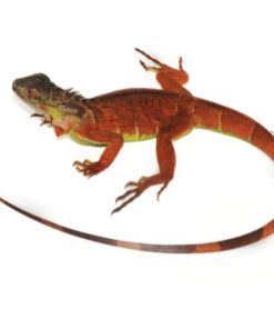 Roter Leguan (Iguana iguana) kaufen