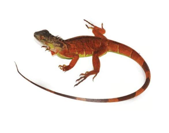 Roter Leguan (Iguana iguana) kaufen