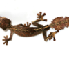 Satanischer Blattschwanzgecko zu Verkaufen – Exotische Echsen